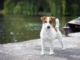 Etalon Jack Russell LOF champion disponible pour saillie