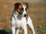 Etalon Jack Russel LOF disponible pour saillie