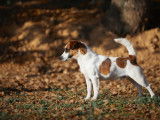 Etalon Jack Russel LOF disponible pour saillie