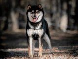 Etalon Shiba Inu noir et feu LOF disponible pour saillie