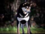 Etalon Shiba Inu noir et feu LOF disponible pour saillie