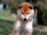 Etalon Shiba Inu roux LOF disponible pour saillie