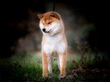 Etalon Shiba Inu roux LOF disponible pour saillie