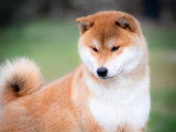Etalon Shiba Inu roux LOF disponible pour saillie