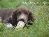 Chiot Springer Anglais LOF à vendre