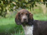 Chiot Springer Anglais LOF à vendre