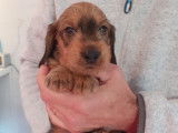 Chiot Teckel nain fauve à vendre