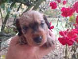 Chiot Teckel nain fauve à vendre