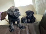 Chiots de type Cane Corso &agrave; vendre (2 femelles & 1 m&acirc;le)
