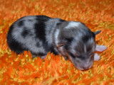 Chiots Berger des Shetland LOF à réserver