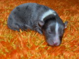 Chiots Berger des Shetland LOF à réserver