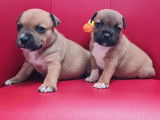 &Agrave; r&eacute;server 4 chiots Staffie LOF n&eacute;s en octobre 2021, 3 femelles 1 m&acirc;le