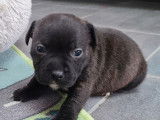 &Agrave; r&eacute;server 4 chiots Staffie LOF n&eacute;s en octobre 2021, 3 femelles 1 m&acirc;le
