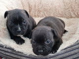 &Agrave; r&eacute;server 4 chiots Staffie LOF n&eacute;s en octobre 2021, 3 femelles 1 m&acirc;le