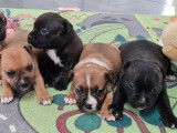 &Agrave; r&eacute;server 4 chiots Staffie LOF n&eacute;s en octobre 2021, 3 femelles 1 m&acirc;le