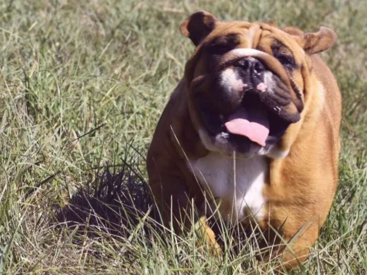 Chien Bulldog Anglais femelle de 2 ans rouge fauve LOF à vendre