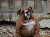 Chien Bulldog Anglais femelle de 2 ans rouge fauve LOF à vendre