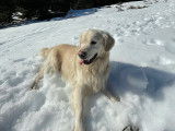 Golden Retriever LOF disponible pour saillie