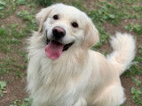 Golden Retriever LOF disponible pour saillie