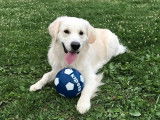 Golden Retriever LOF disponible pour saillie