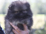 Vente d’un chiot Spitz Nain tea cup mâle LOF