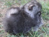 Vente d’un chiot Spitz Nain tea cup mâle LOF
