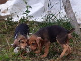 À vendre 2 chiots mâles Anglo-Français croisés Saint-Hubert noir et feu (non LOF)