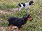 À vendre 2 chiots mâles Anglo-Français croisés Saint-Hubert noir et feu (non LOF)