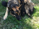 Deux chiots Berger Allemand femelles noires et feu (LOF), à vendre