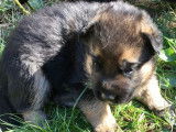 Deux chiots Berger Allemand femelles noires et feu (LOF), à vendre