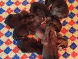 Vente de 4 chiots Malamute d’Alaska mâles de couleur noir et blanc (LOF)