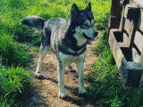 Vente de 4 chiots Malamute d’Alaska mâles de couleur noir et blanc (LOF)