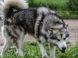 Vente de 4 chiots Malamute d’Alaska mâles de couleur noir et blanc (LOF)
