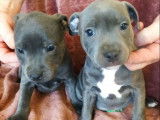 Disponible Chiots  Staffordshire bull Terrier bleu  LOF