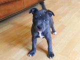 Disponible Chiots  Staffordshire bull Terrier bleu  LOF