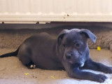 Disponible Chiots  Staffordshire bull Terrier bleu  LOF