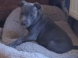 Disponible Chiots  Staffordshire bull Terrier bleu  LOF