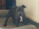 Disponible Chiots  Staffordshire bull Terrier bleu  LOF