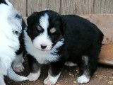 À vendre, trois chiots Berger Australien femelles (LOF)