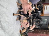 Chiots de type Chihuahua à vendre (2 mâles)