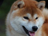 Splendide Shiba mâle LOF, fauve orangé, né en avril 2016 et disponible pour concevoir des bébés