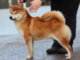 Splendide Shiba mâle LOF, fauve orangé, né en avril 2016 et disponible pour concevoir des bébés