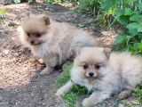 Quatre chiots Spitz Nain non LOF disponibles à la vente
