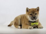 2 chiots Shiba Inus à vendre (2 Femelles)