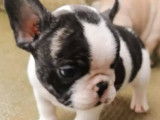 Un chiot m&acirc;le de race Bouledogue Fran&ccedil;ais au pelage noir et blanc mis en vente (non LOF)
