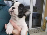 Un chiot m&acirc;le de race Bouledogue Fran&ccedil;ais au pelage noir et blanc mis en vente (non LOF)
