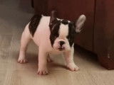 Un chiot m&acirc;le de race Bouledogue Fran&ccedil;ais au pelage noir et blanc mis en vente (non LOF)