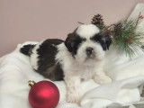 3 chiots de race Shih Tzu au pelage blanc et noir (LOF) à réserver