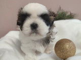 3 chiots de race Shih Tzu au pelage blanc et noir (LOF) à réserver