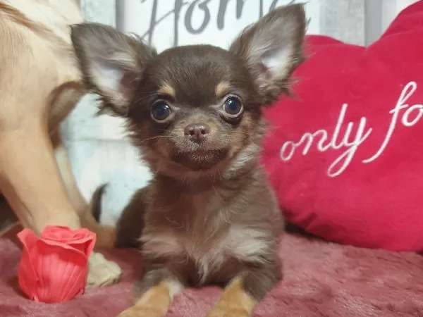1 chiot femelle de race Chihuahua au pelage choco (non LOF) en vente